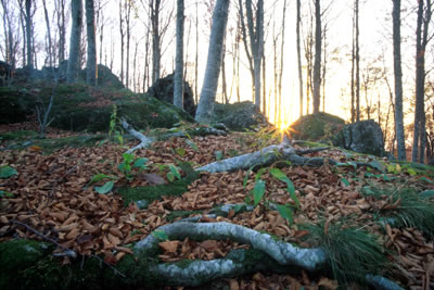 La faggeta al tramonto